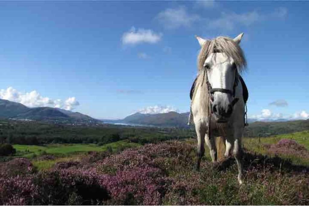 Wild Nurture Eco Luxury Offgrid Log Fort William